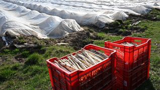 Teure Handarbeit: Spargelanbau in Deutschland. (Archivbild)